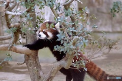 レッサーパンダ君01