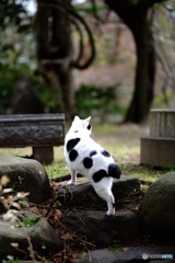 牛柄のら君_01