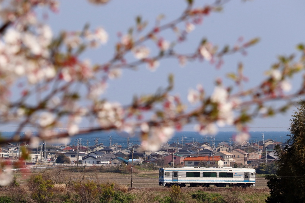 桜と海