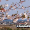 桜と海