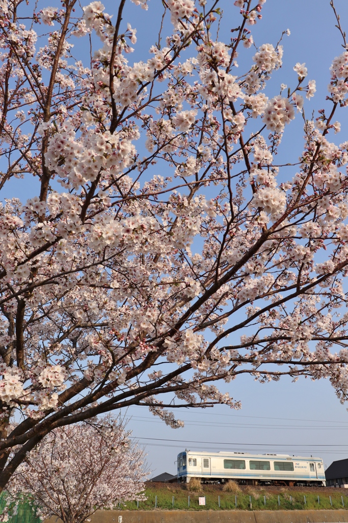 公園の桜