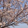 公園の桜