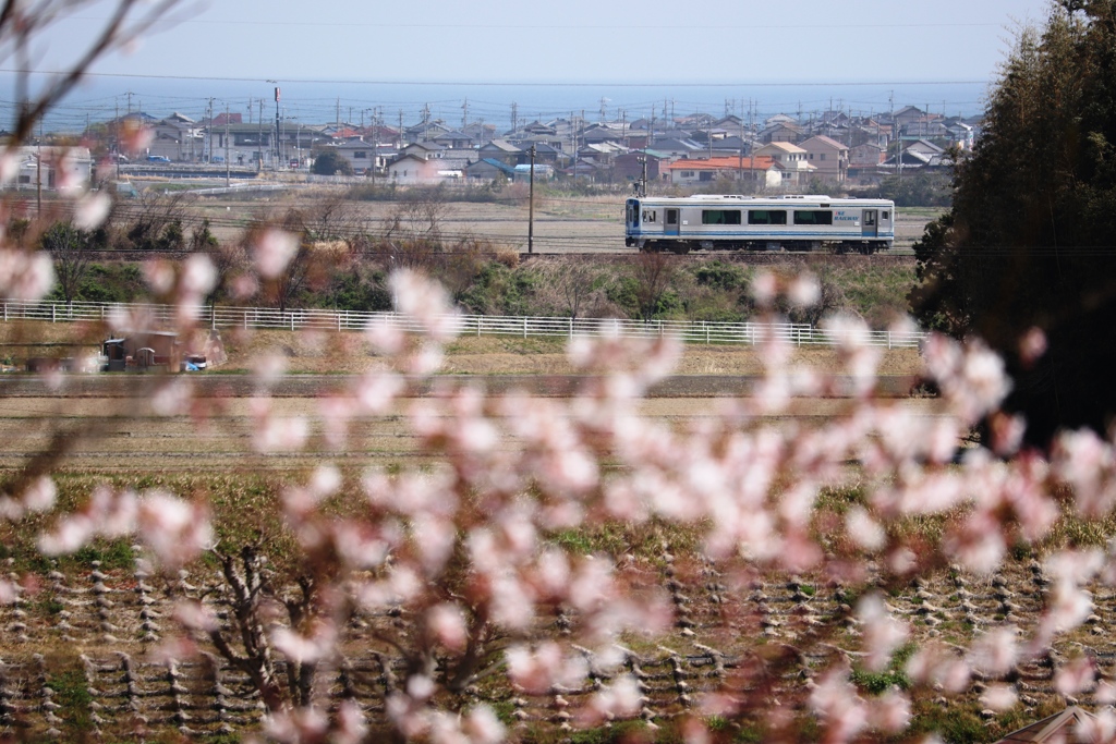 桜と海