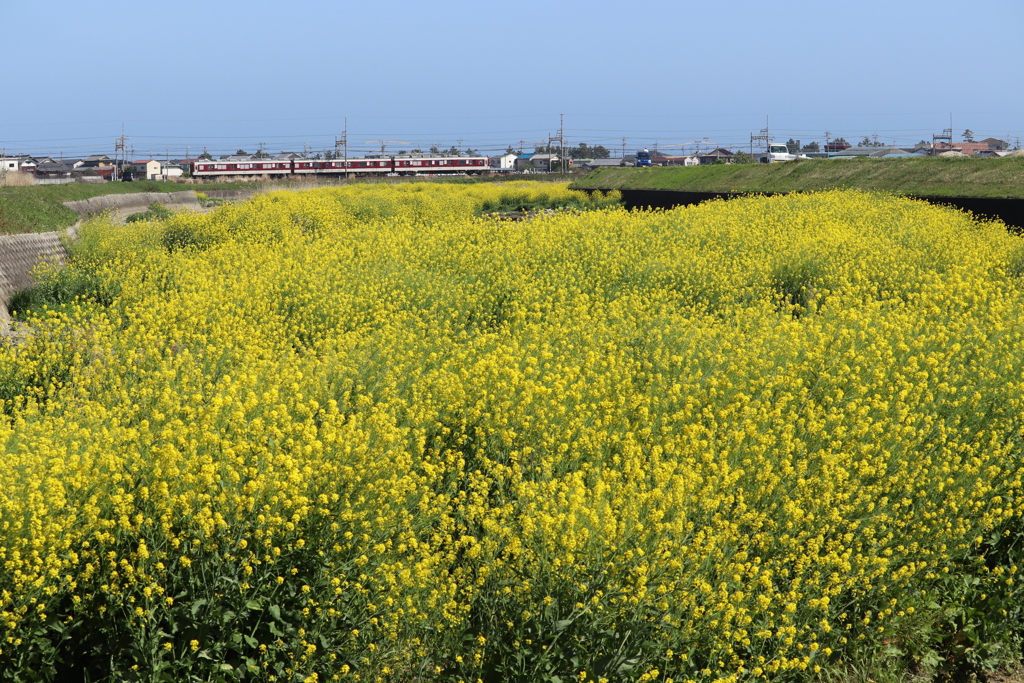 川の中州の菜の花