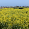 川の中州の菜の花