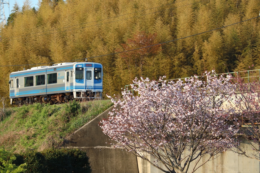 駅の桜