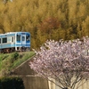 駅の桜