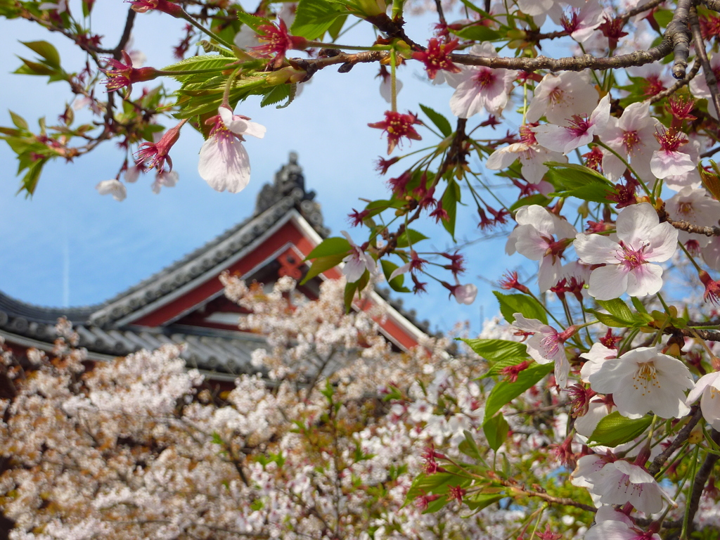 境内の桜