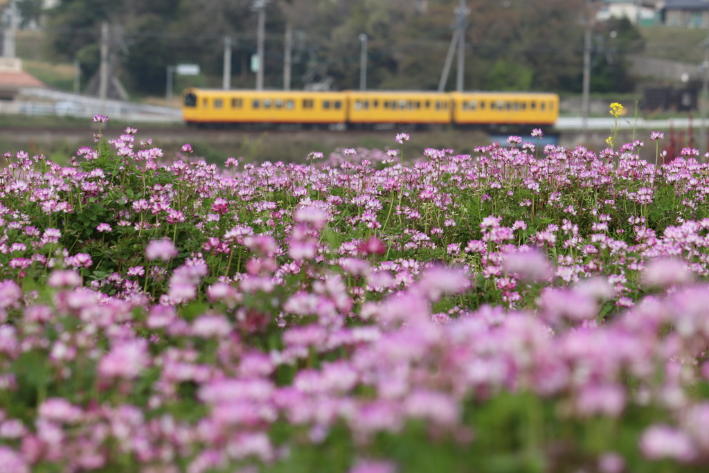 れんげ草