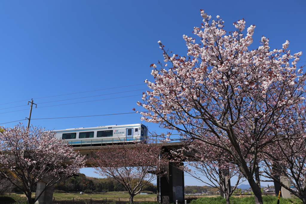 駅の桜