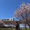 駅の桜