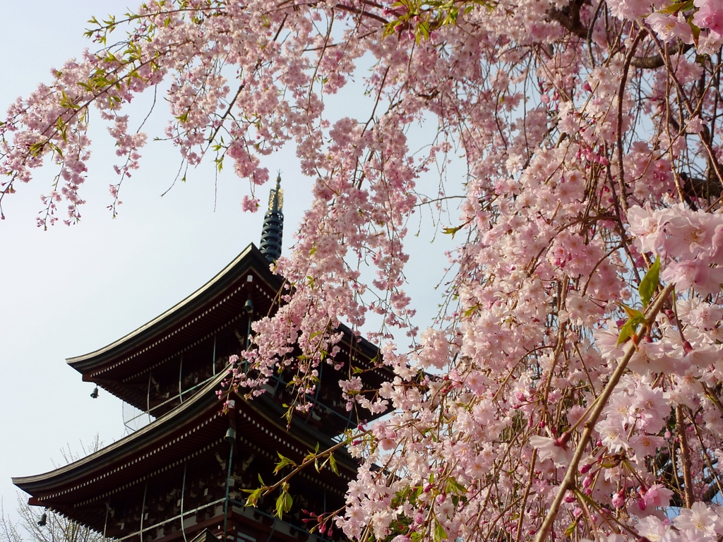 境内の枝垂桜