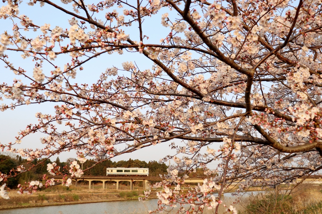 川沿いの桜