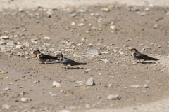リュウキュウツバメ