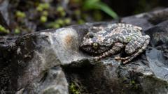 カジカガエル