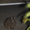 アマミノクロウサギ