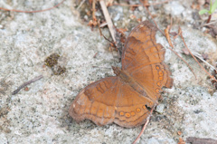 イワサキタテハモドキ