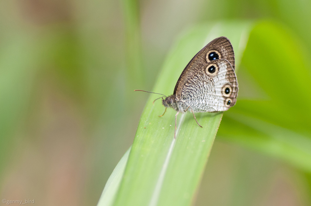 マサキウラナミジャノメ