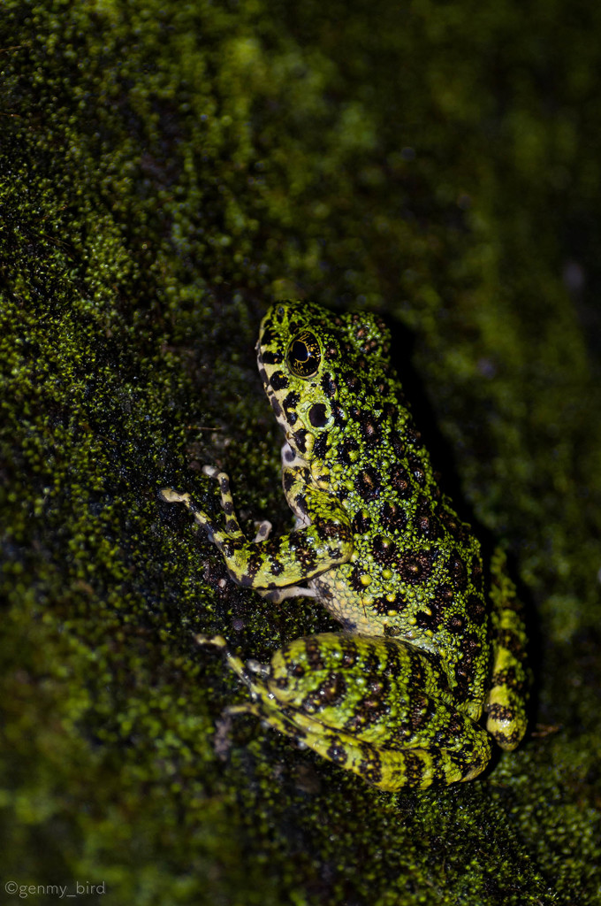 アマミイシカワガエル