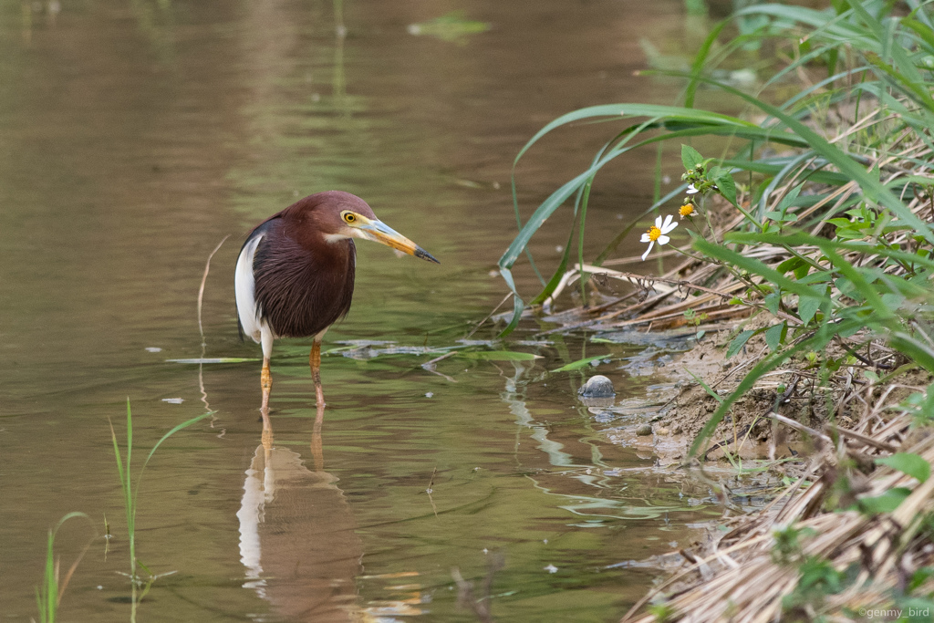 アカガシラサギ