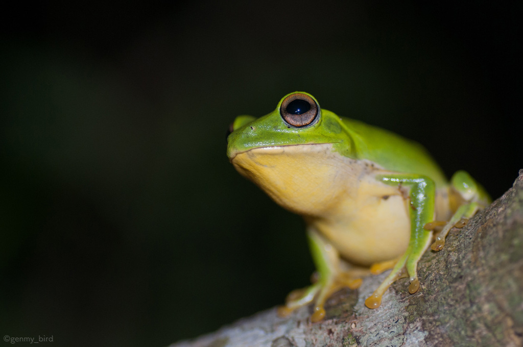 ヤエヤマアオガエル
