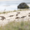 ウズラシギ