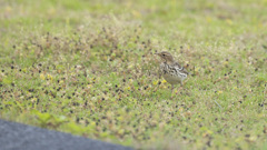 ムネアカタヒバリ