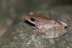 オオハナサキガエル