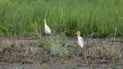 アマサギ