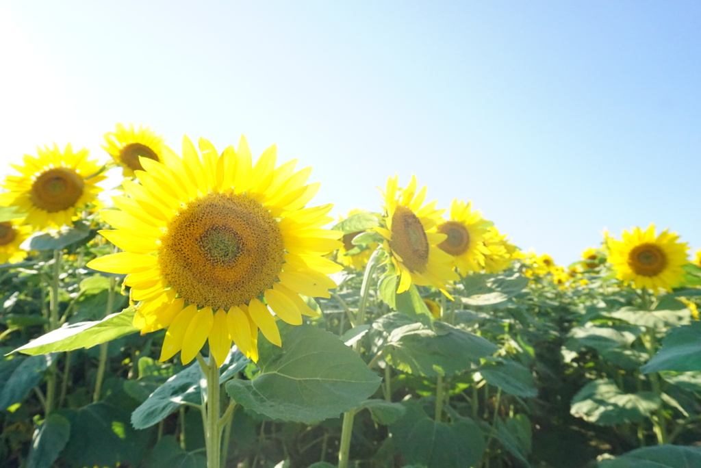 sunflower