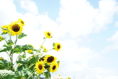 夏！
