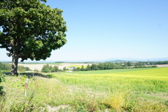 Biei