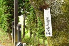 修善寺
