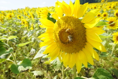Bees