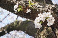 さくら