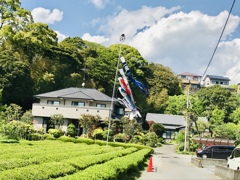 こいのぼり