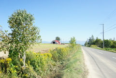 Biei