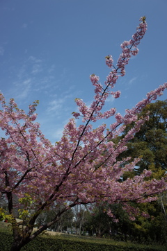 みなと公園の桜