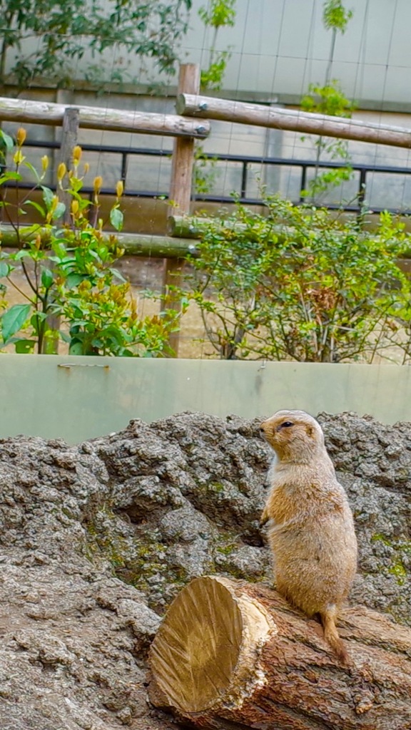 プレーリードッグ