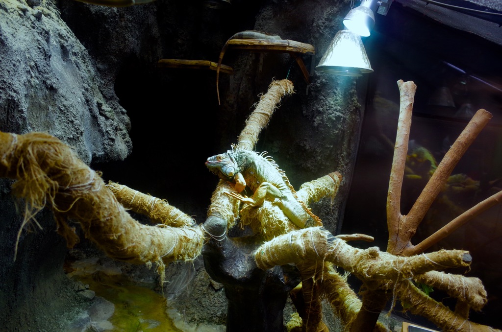 グリーンイグアナ