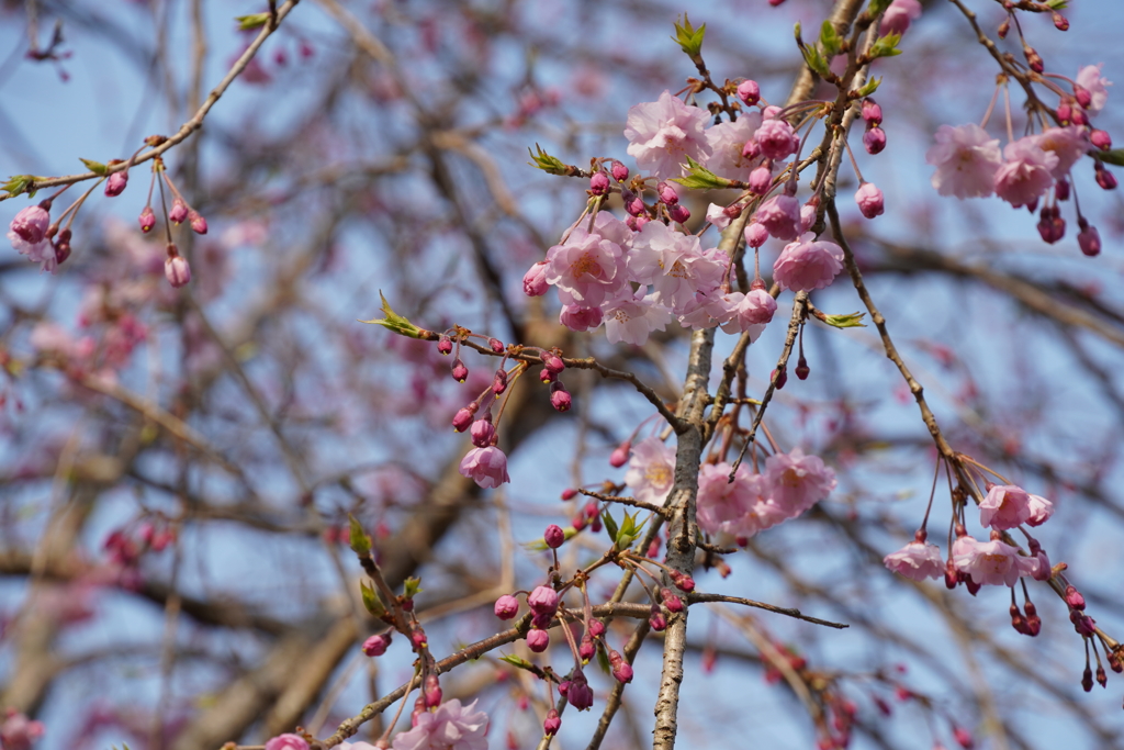 あつぎ桜まつり
