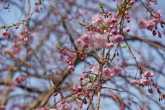 あつぎ桜まつり