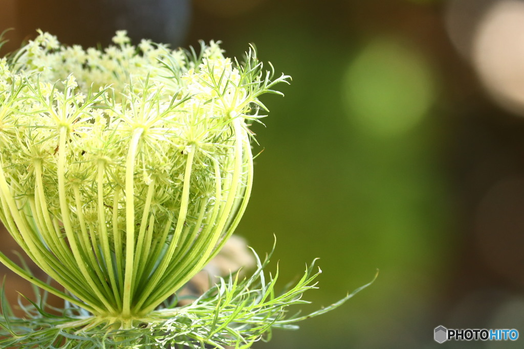 人参の花アフター