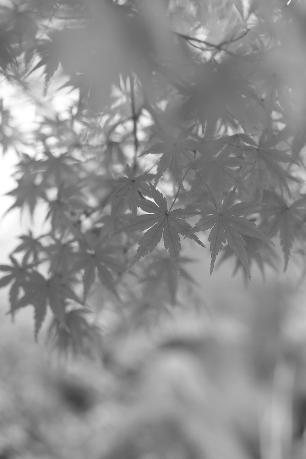 秋限定色が見える白黒