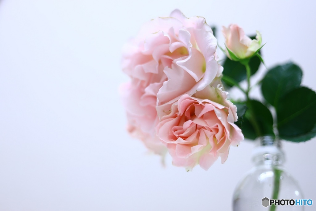 柔らかな薔薇