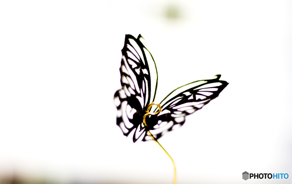 切り絵蝶々