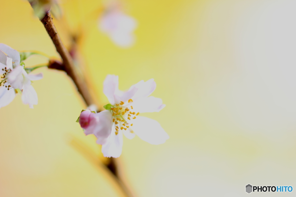 浅き夢桜