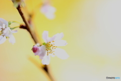 浅き夢桜