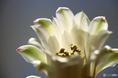 ギムノカリキュームの花