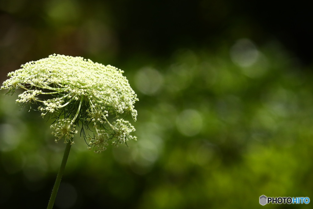 人参の花ビフォー